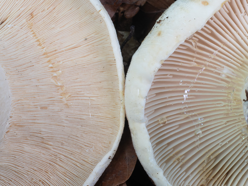 Lactarius vellereus piperatus